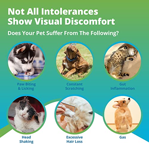 5Strands Pet Raw Food Intolerance Test, at Home Dog or Cat Hair Sample Collec...