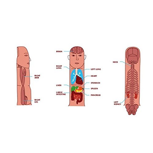 Sujok Hand Acupuncture Needle Injector (Spring Inserter) - Built-in Magnet + ...