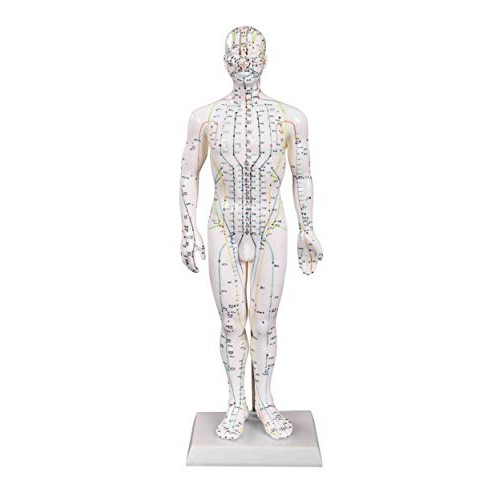 Male Acupuncture Model 20" with Chinese and English Points