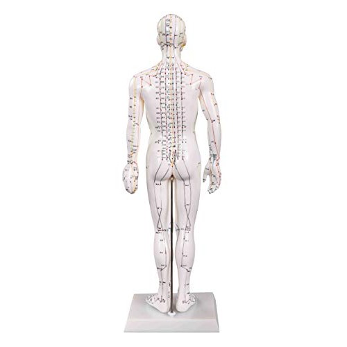 Male Acupuncture Model 20" with Chinese and English Points