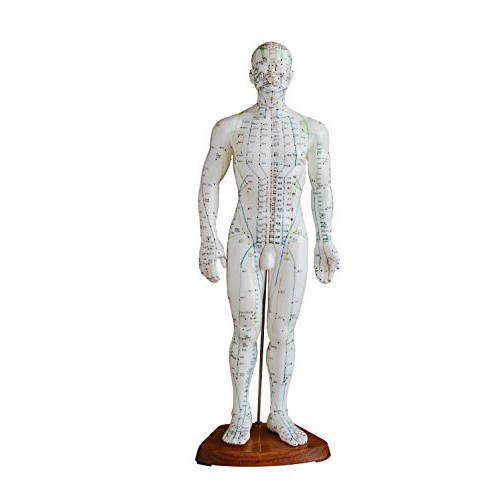 Male Acupuncture Model 20" with Chinese and English Points