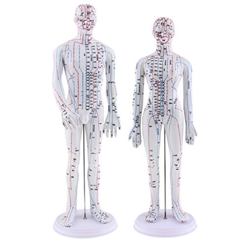 Almencla 2 Pieces 20 inches Chinese Human Acupuncture Model with Acupoints an...