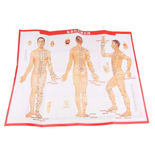 Almencla 2 Pieces 20 inches Chinese Human Acupuncture Model with Acupoints an...