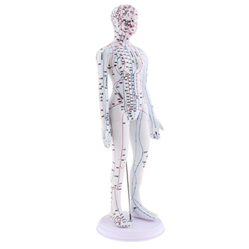 Almencla 2 Pieces 20 inches Chinese Human Acupuncture Model with Acupoints an...