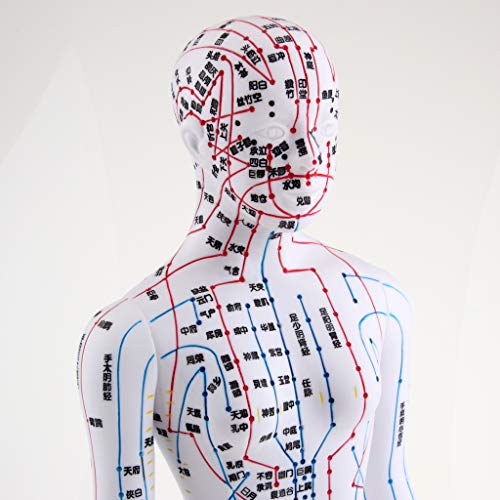 Almencla 2 Pieces 20 inches Chinese Human Acupuncture Model with Acupoints an...