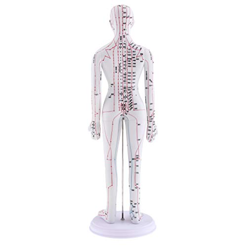 Almencla 2 Pieces 20 inches Chinese Human Acupuncture Model with Acupoints an...
