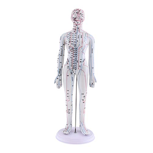 Almencla 2 Pieces 20 inches Chinese Human Acupuncture Model with Acupoints an...