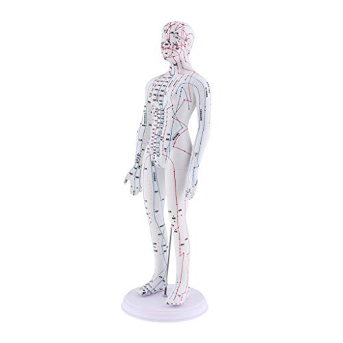 Almencla 2 Pieces 20 inches Chinese Human Acupuncture Model with Acupoints an...