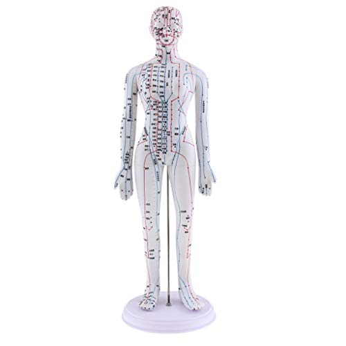 Almencla 2 Pieces 20 inches Chinese Human Acupuncture Model with Acupoints an...