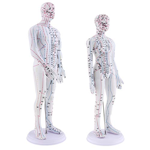 Almencla 2 Pieces 20 inches Chinese Human Acupuncture Model with Acupoints an...