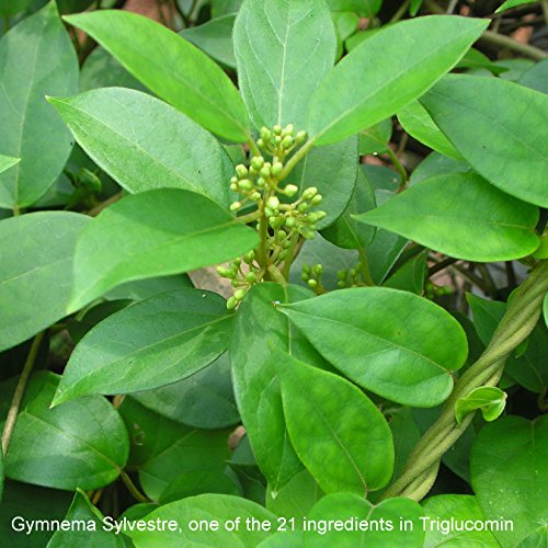 Blood Sugar Lowering Supplement: Vanadium, Chromium, Gymnema Sylvestre, Alpha...