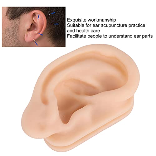 Andrew Practice Ear Model, Ear Acupuncture Model Simulated and Lifelike for H...