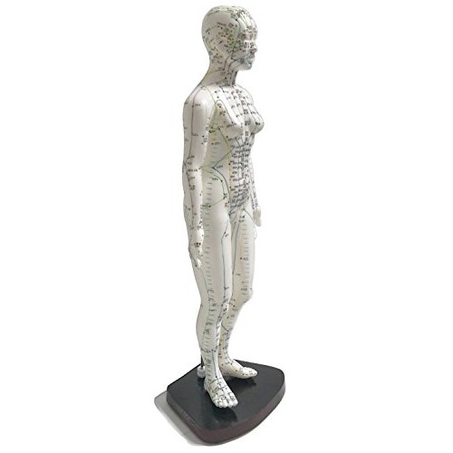 Model Anatomy Professional Medical Acupuncture Female 48cm 19" IT-091 ANGELUS