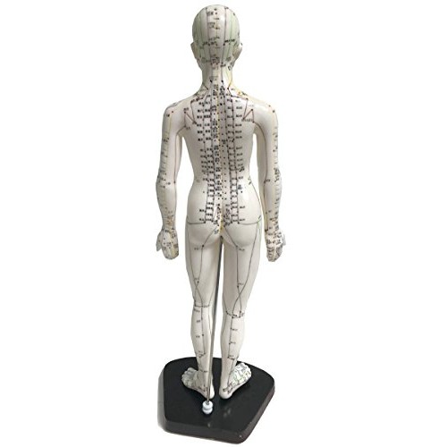 Model Anatomy Professional Medical Acupuncture Female 48cm 19" IT-091 ANGELUS