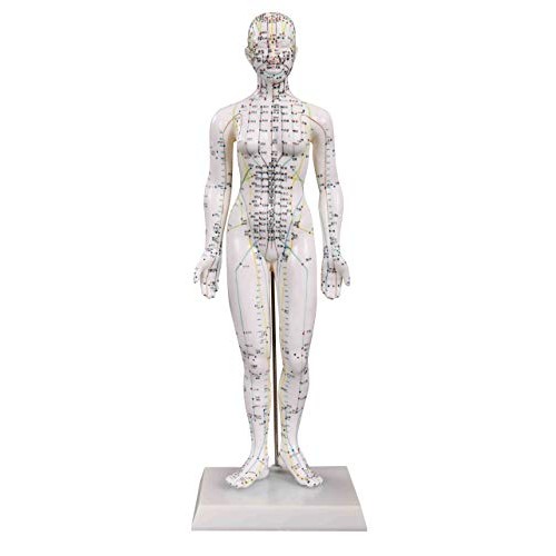 Model Anatomy Professional Medical Acupuncture Female 48cm 19" IT-091 ANGELUS