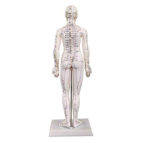 Model Anatomy Professional Medical Acupuncture Female 48cm 19" IT-091 ANGELUS