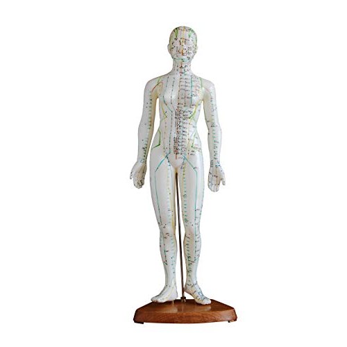 Model Anatomy Professional Medical Acupuncture Female 48cm 19" IT-091 ANGELUS