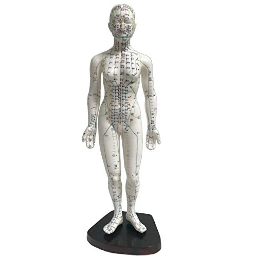 Model Anatomy Professional Medical Acupuncture Female 48cm 19" IT-091 ANGELUS