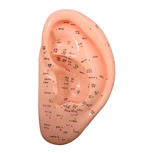 Model Anatomy Professional Medical Acupuncture Ear 22 Cm 9" IT-095 ARTMED