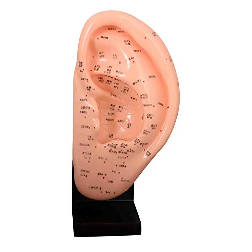 Model Anatomy Professional Medical Acupuncture Ear 22 Cm 9" IT-095 ARTMED