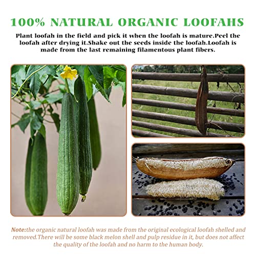 BEDELITE 100% Natural Loofah Sponge - Real Egyptian Shower Loofah Sponge, Bat...