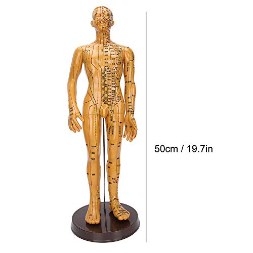 Acupuncture Model, Body Acupuncture Model, female male human body Acupuncture...