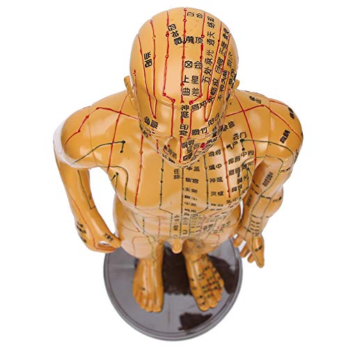 Acupuncture Model, Body Acupuncture Model, female male human body Acupuncture...