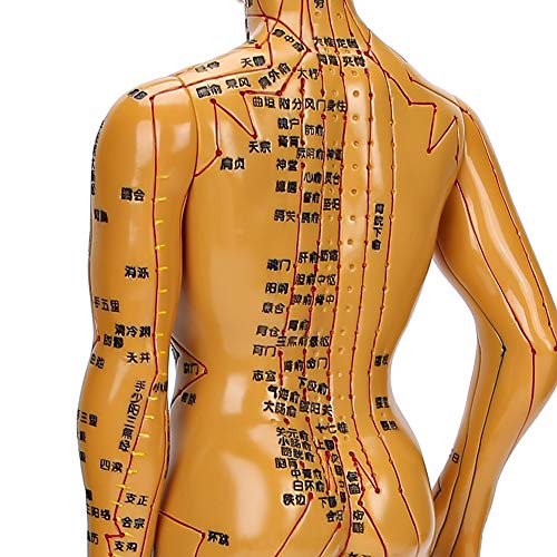 Acupuncture Model, Body Acupuncture Model, female male human body Acupuncture...