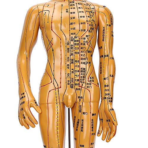 Acupuncture Model, Body Acupuncture Model, female male human body Acupuncture...