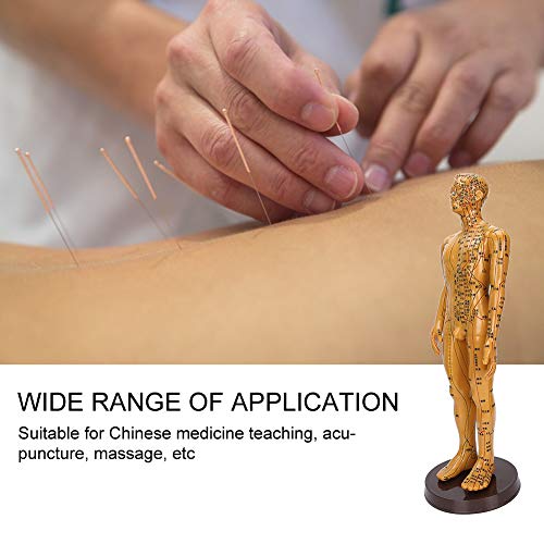 Acupuncture Model, Body Acupuncture Model, female male human body Acupuncture...