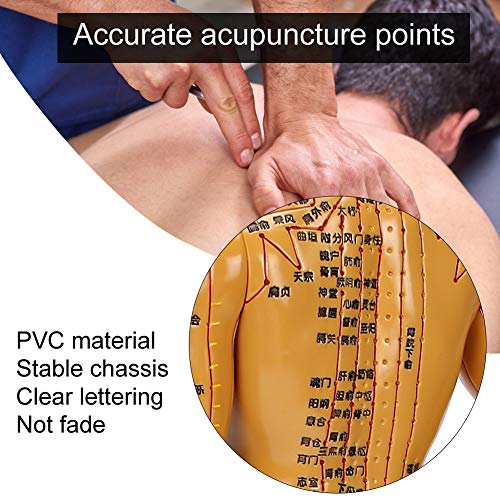 Acupuncture Model, Body Acupuncture Model, female male human body Acupuncture...