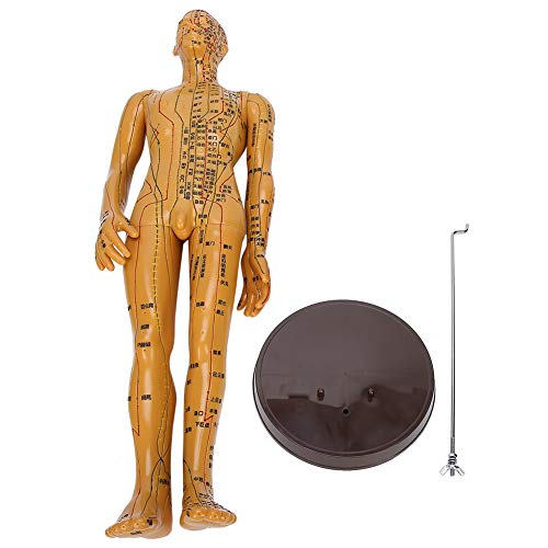 Acupuncture Model, Body Acupuncture Model, female male human body Acupuncture...