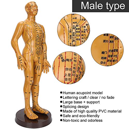 Acupuncture Model, Body Acupuncture Model, female male human body Acupuncture...
