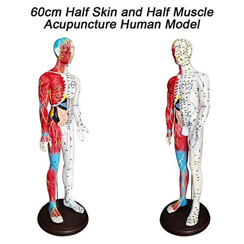 BIUYYY Acupuncture and Muscle Anatomical Male Model - 60cm/23.6inch - Pressur...