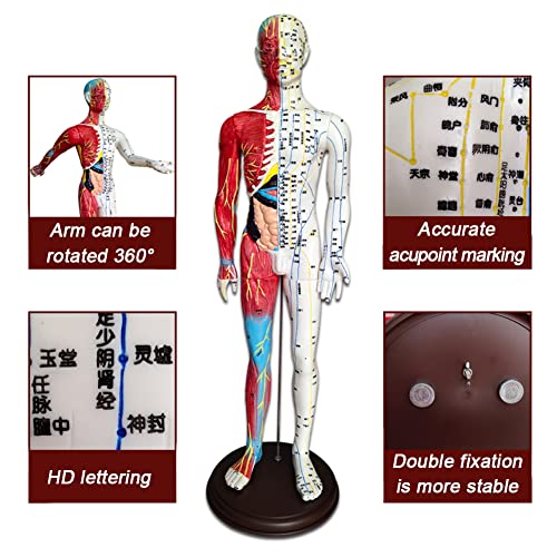 BIUYYY Acupuncture and Muscle Anatomical Male Model - 60cm/23.6inch - Pressur...