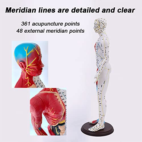 BIUYYY Acupuncture and Muscle Anatomical Male Model - 60cm/23.6inch - Pressur...
