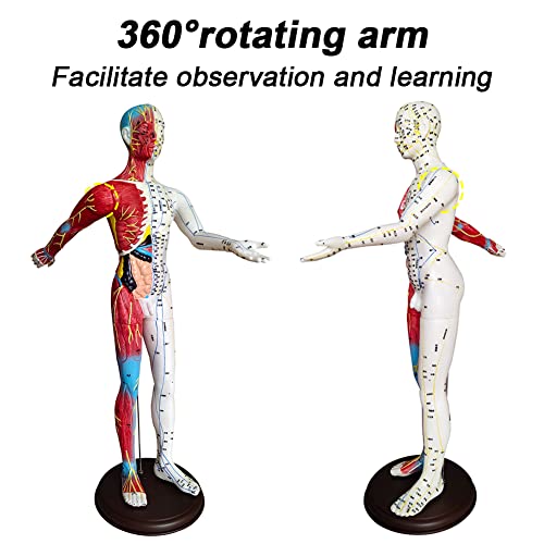 BIUYYY Acupuncture and Muscle Anatomical Male Model - 60cm/23.6inch - Pressur...