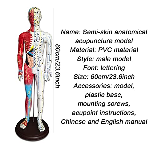 BIUYYY Acupuncture and Muscle Anatomical Male Model - 60cm/23.6inch - Pressur...