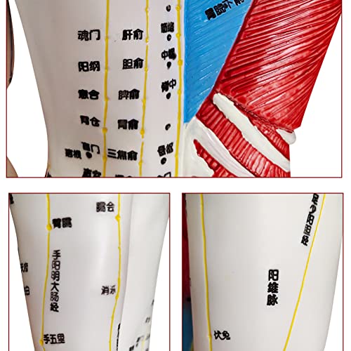 BIUYYY Acupuncture and Muscle Anatomical Male Model - 60cm/23.6inch - Pressur...