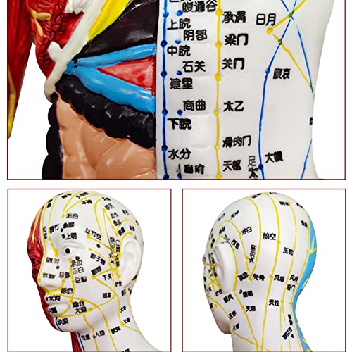 BIUYYY Acupuncture and Muscle Anatomical Male Model - 60cm/23.6inch - Pressur...