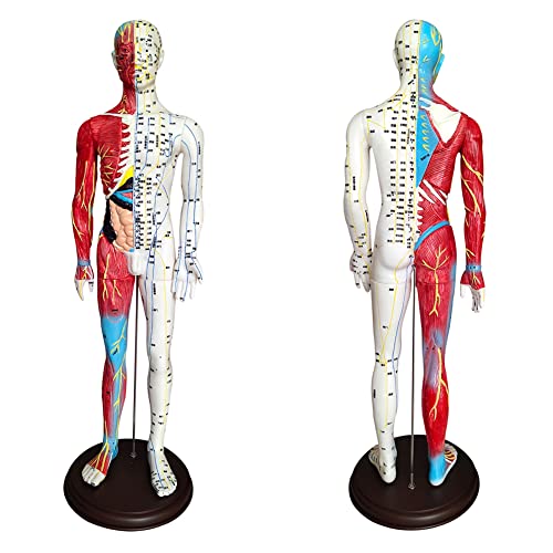 BIUYYY Acupuncture and Muscle Anatomical Male Model - 60cm/23.6inch - Pressur...