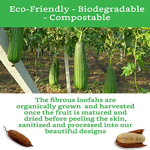 100% Natural Loofah Exfoliating Sponge (3 Pack) - Loofah Body Scrubber - Loof...