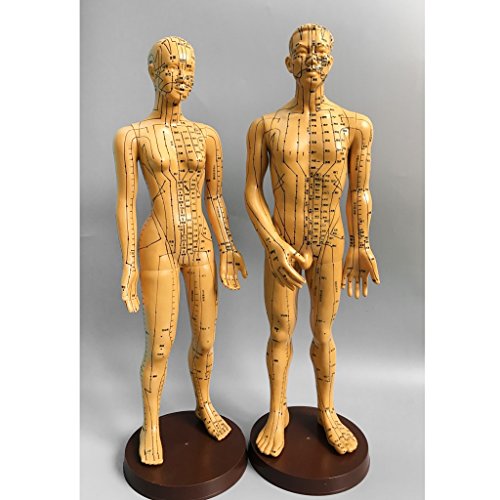 Bonarty Male/Female Human Acupuncture Point Massage Model Teaching - Male 1