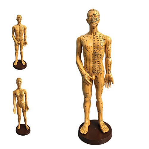 Bonarty Male/Female Human Acupuncture Point Massage Model Teaching - Male 1