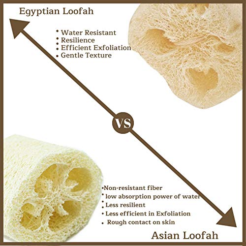 All Natural Loofah Sponge, Set of 3 Real Egyptian Bath & Shower Exfoliating L...