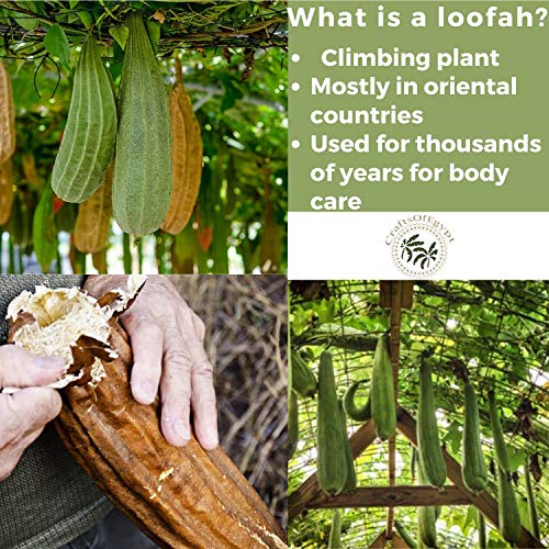 All Natural Loofah Sponge, Set of 3 Real Egyptian Bath & Shower Exfoliating L...