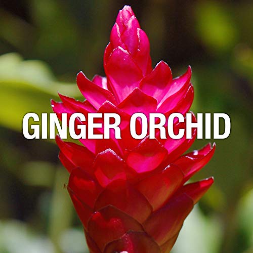 Women's Perfume by Curve, Curve Wave, Eau De Toilette Spray, 3.4 Fl Oz