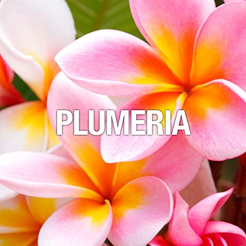 Women's Perfume by Curve, Curve Wave, Eau De Toilette Spray, 3.4 Fl Oz