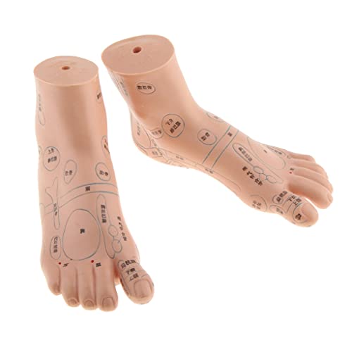 dailymall Foot Reflex Zone Massage Acupuncture Point Model Feet Reflexology T...