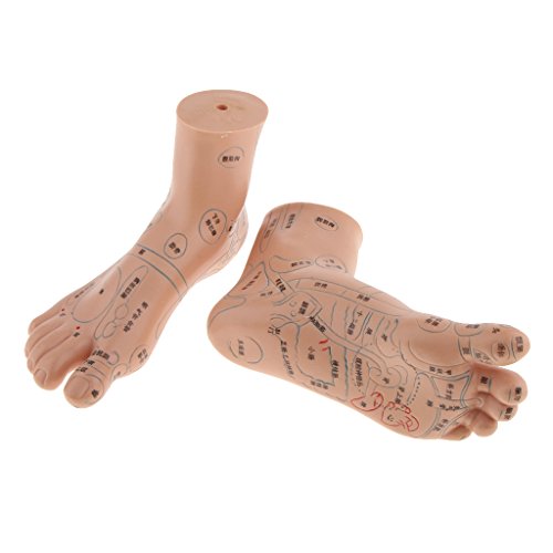 dailymall Foot Reflex Zone Massage Acupuncture Point Model Feet Reflexology T...